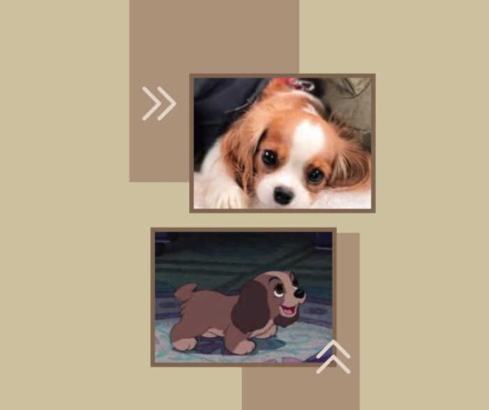 Does your pet look like it stepped straight out of a Disney movie?