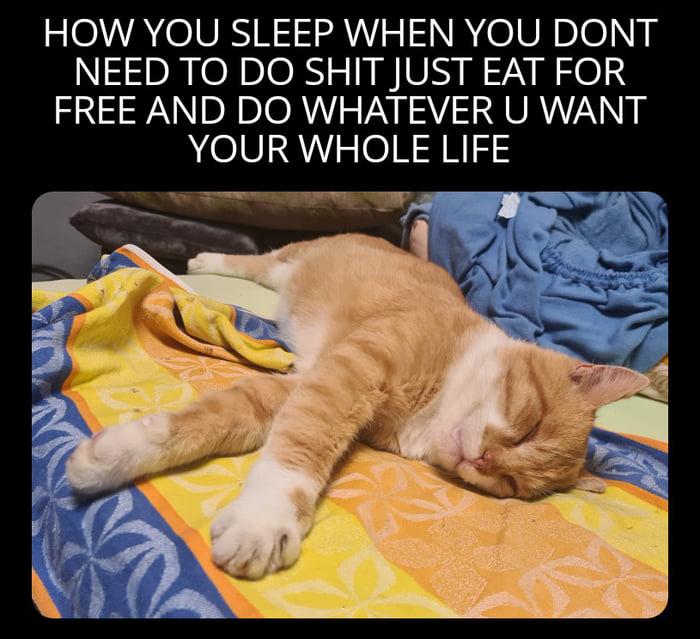 Meme by catsoncatnip