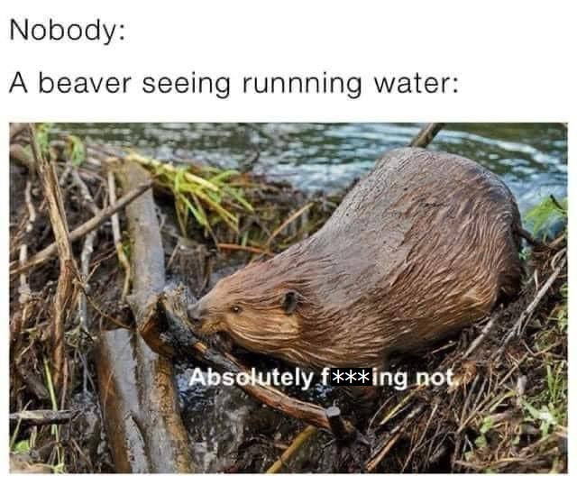 Nobody: A beaver seeing running water: Absolutely {***ing nol