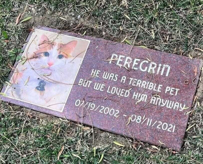 PEREGRIN HE WAS A TERRIBLE PET BUT WE LOUED HIM, ANYLAS 079/2002 - 08/1/2021