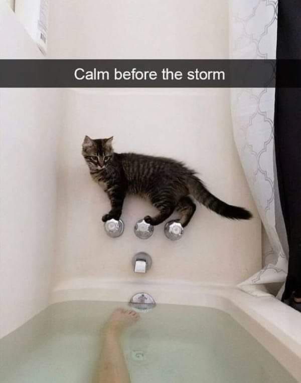 Meme by postyourcats