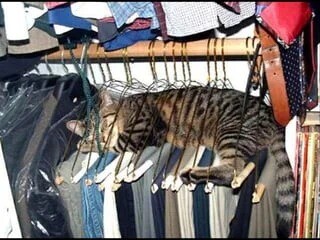 Share a Picture of Your Cat and the Weirdest Place They’ve Slept