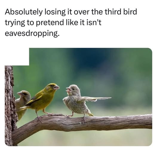 Absolutely losing it over the third bird trying to pretend like isn't eavesdropping.