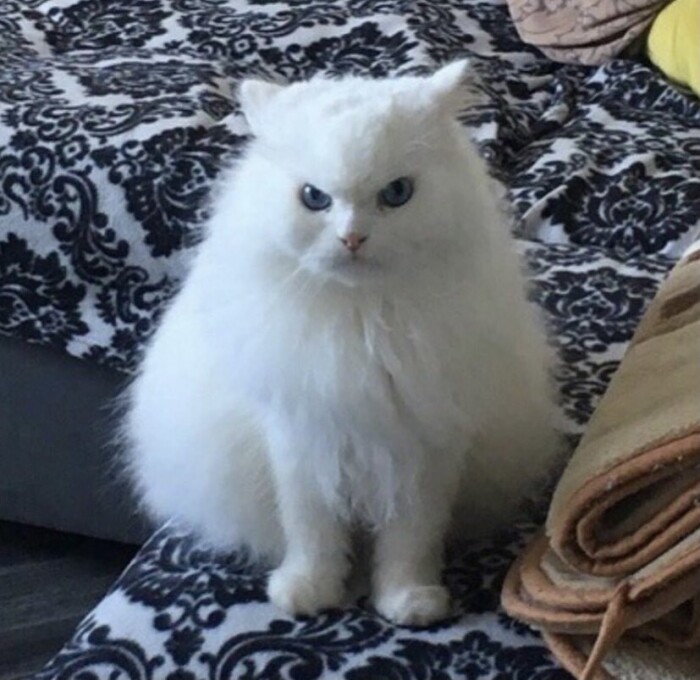 Share Your Cat’s Most Intense “I’m About to Attack” Look