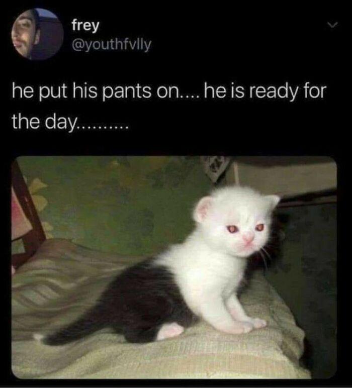Meme by postyourcats