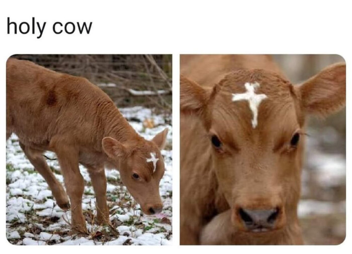 holy cow