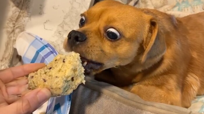 Share Your Dog’s Funniest Reaction to Treats or Food
