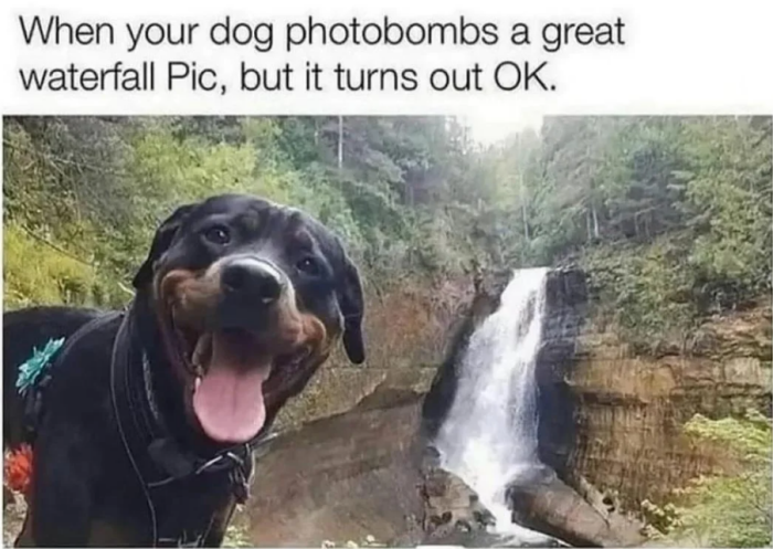 Meme by wholesomedoggos