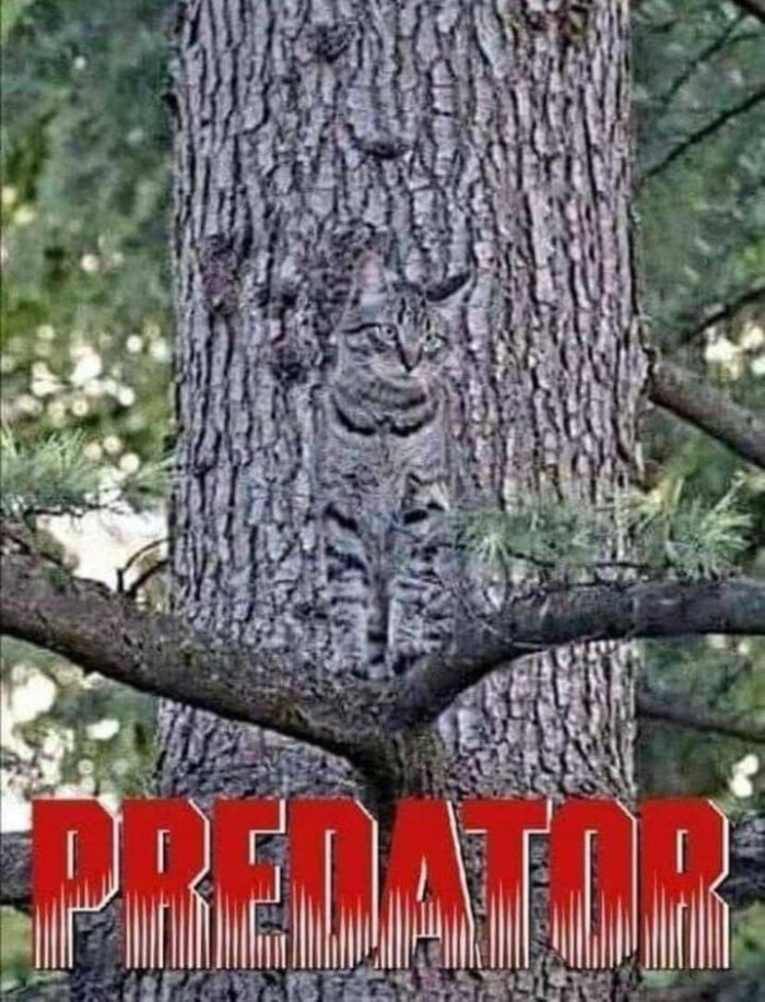 PREDATOR