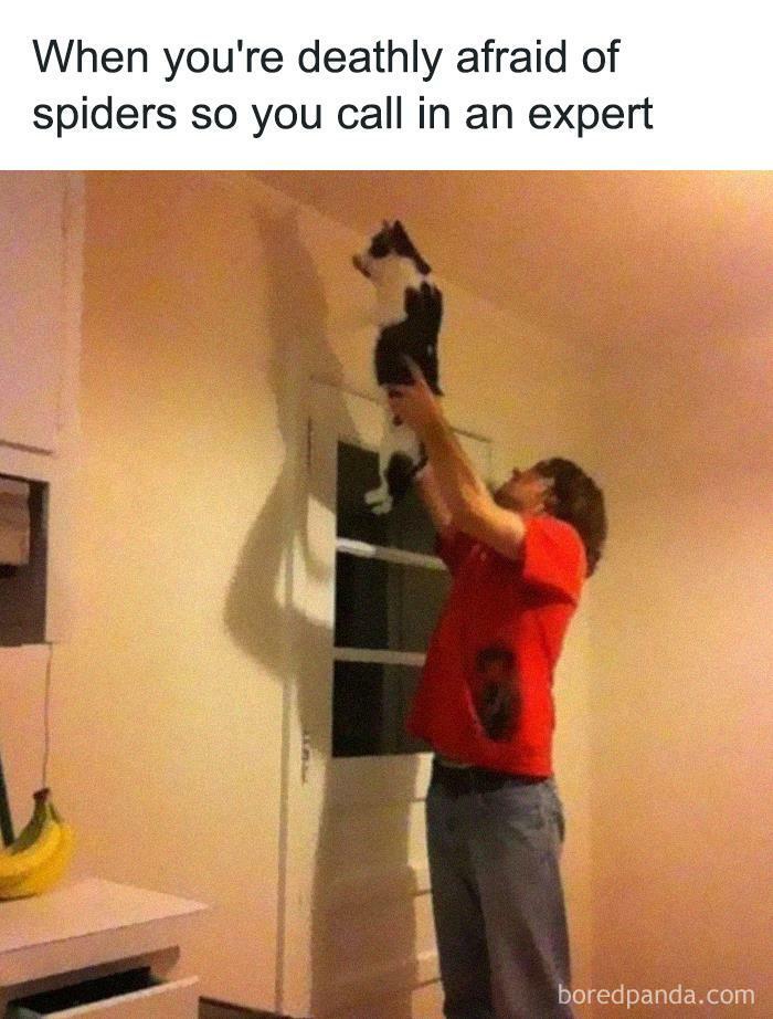 Meme by catsoncatnip