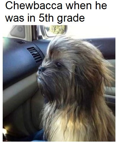 Chewbacca when he was in 5th grade