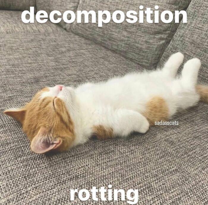 decomposition sadasscats rotting