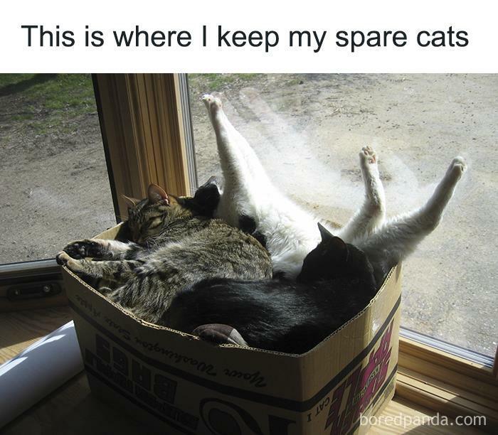 Meme by catsoncatnip