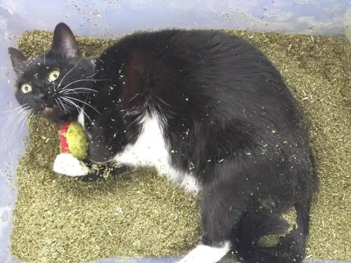 Share Your Cat’s Funniest Reaction to Catnip