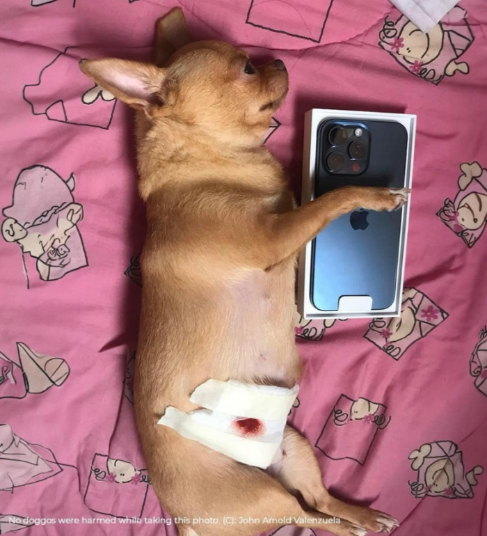 Meme by wholesomedoggos