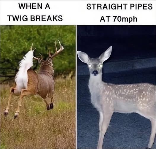 WHEN A TWIG BREAKS STRAIGHT PIPES AT 70mph