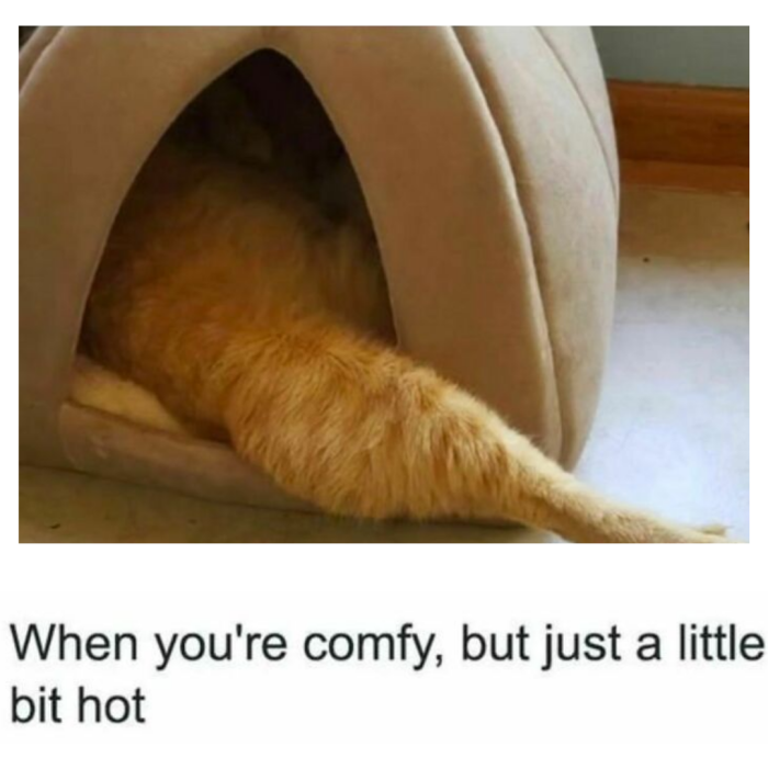 When you're comfy, but just a little bit hot