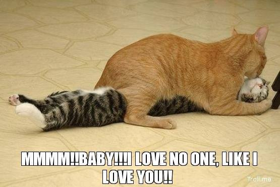 Meme by catsoncatnip