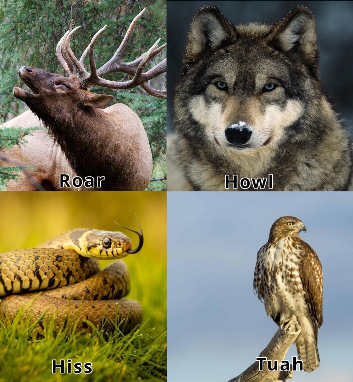 Meme by trendingfuss