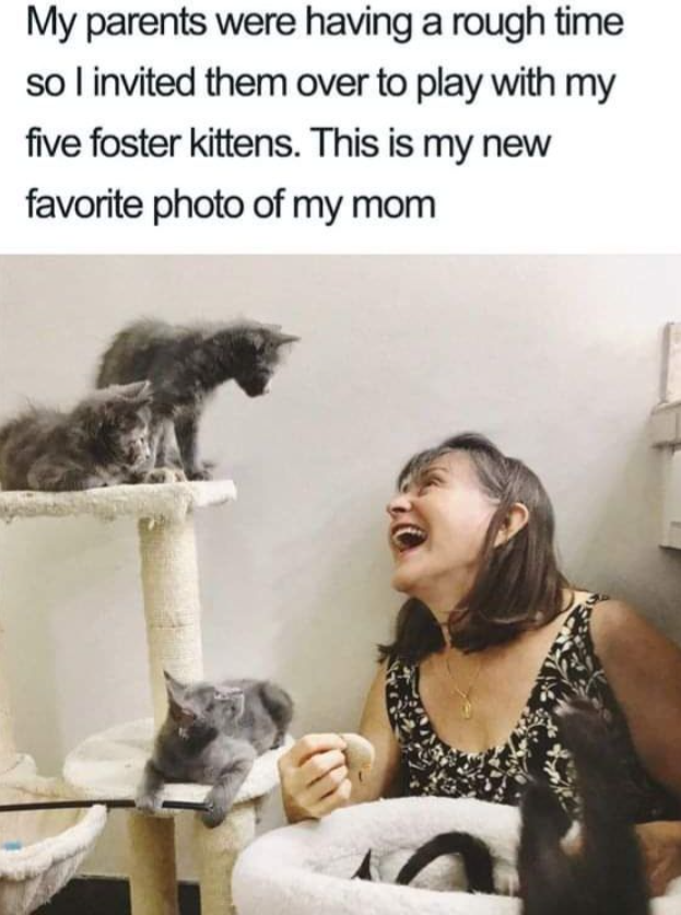 Meme by catsoncatnip