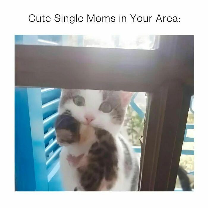 Meme by postyourcats