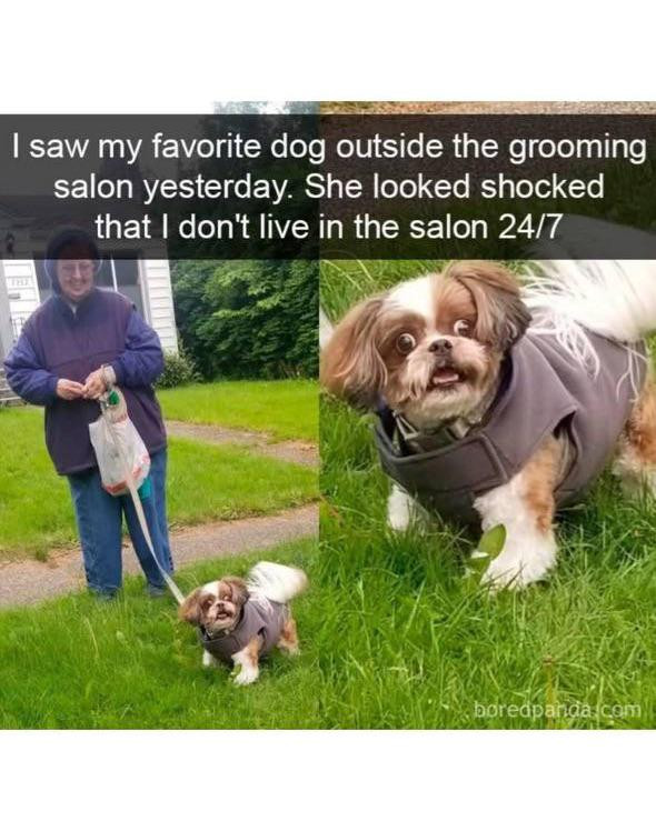 I saw my favorite dog outside the grooming salon yesterday. She looked shocked that don't live in 24/7