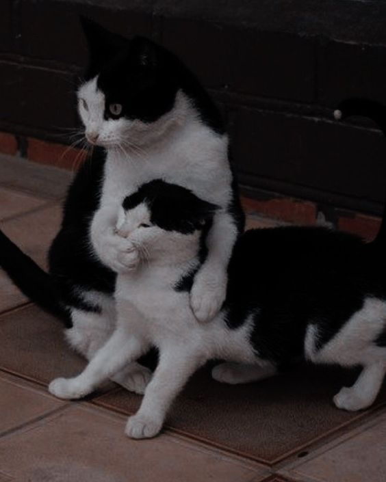 Meme by postyourcats