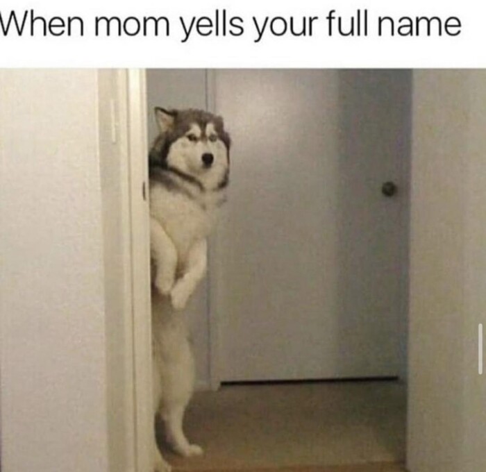 Meme by wholesomedoggos