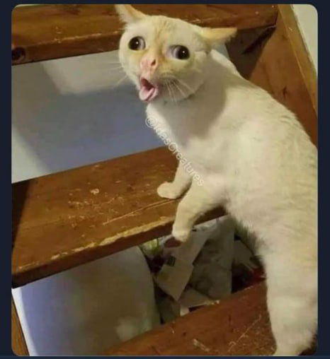 Meme by dailyposts