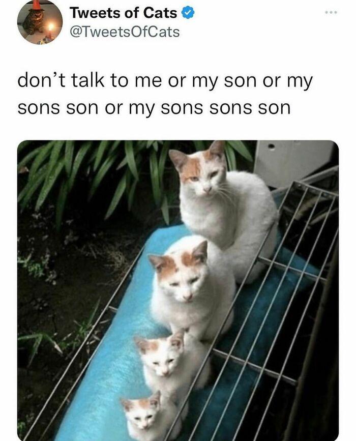 of Cats don't talk to me or my son sons