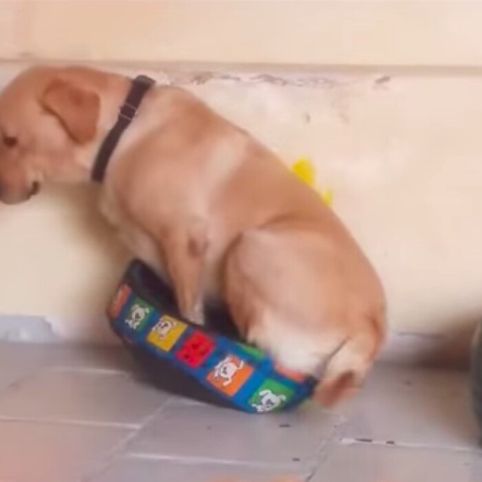 Share Your Dog’s Funniest Attempt to Fit in an Unexpected Space