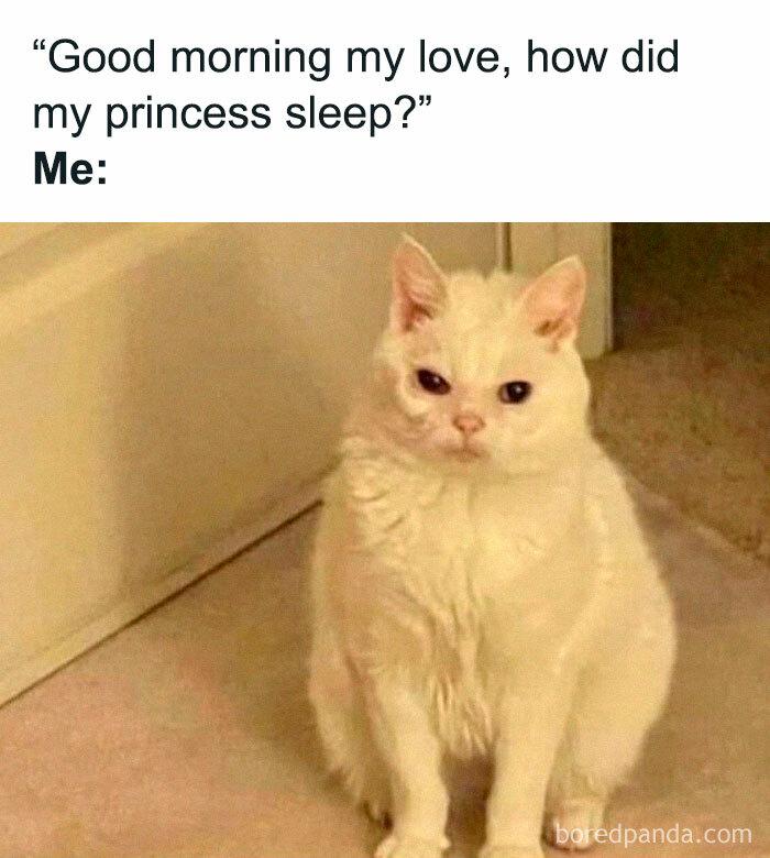 "Good morning my love, how did princess sleep?" Me: boredpanda.com