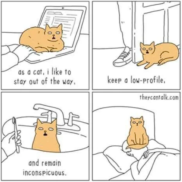 Meme by postyourcats