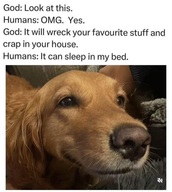 God: Look at this. Humans: OMG. Yes. It will wreck your favourite stuff and crap in house. can sleep my bed.