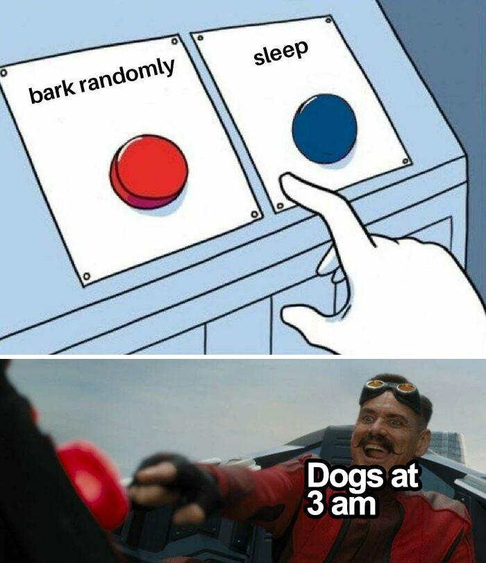 Meme by wholesomedoggos