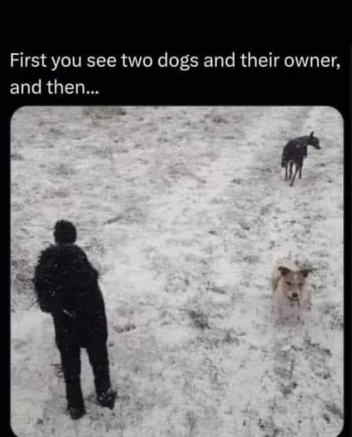 First you see two dogs and their owner, then...