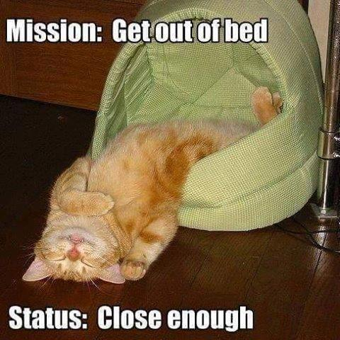 Meme by postyourcats