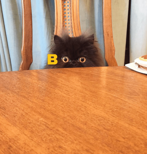 Meme by catsoncatnip