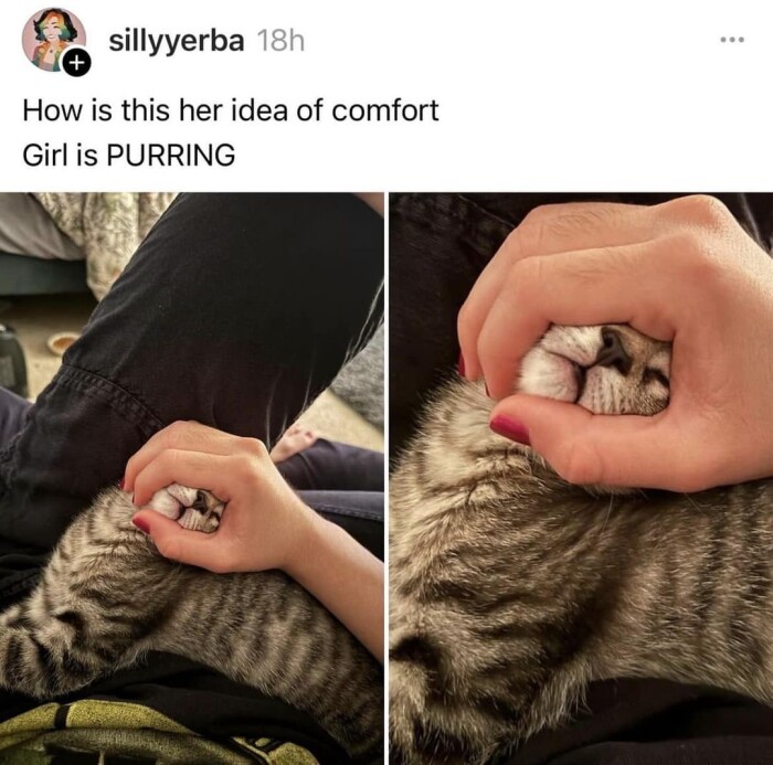 Meme by catsoncatnip