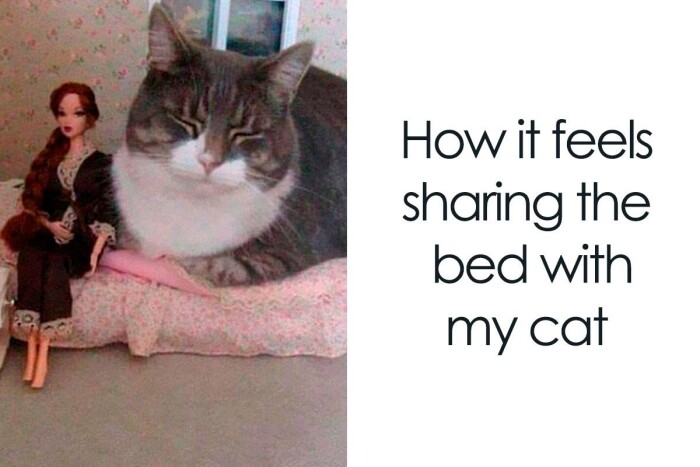 Meme by catsoncatnip
