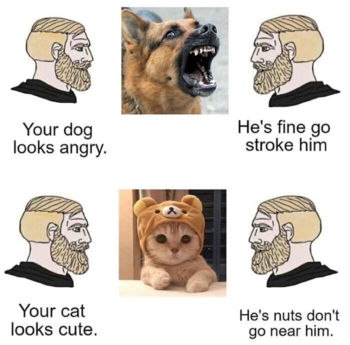 Your dog looks angry. cat cute. He's fine go stroke him nuts don't near him.