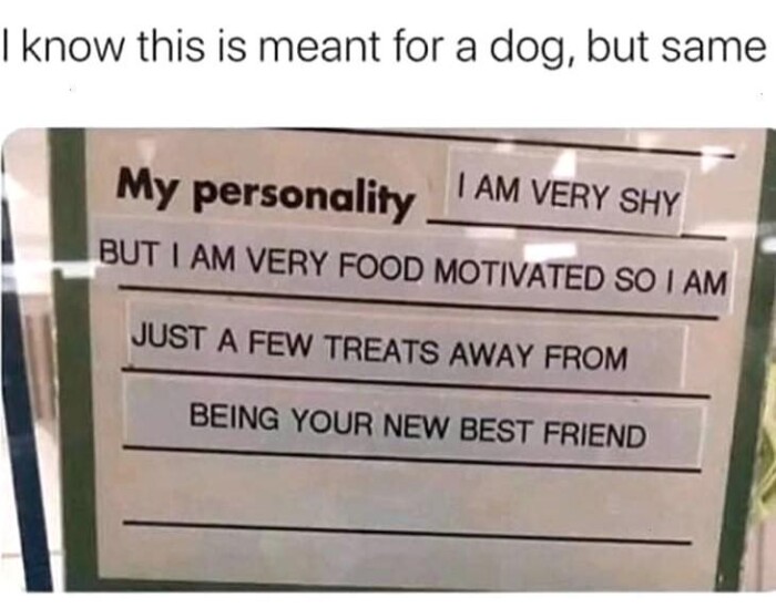I know this is meant for a dog, but same My personality AM VERY SHY BUT FOOD MOTIVATED SO JUST A FEW TREATS AWAY FROM BEING YOUR NEW BEST FRIEND