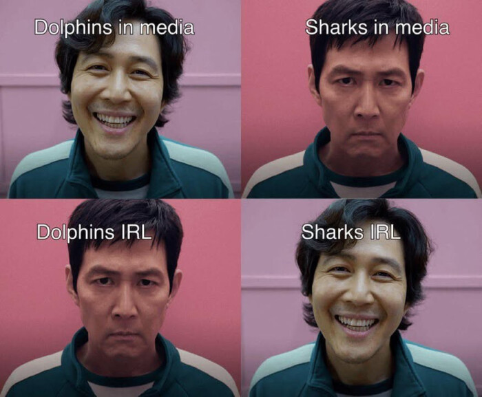 Dolphins in media IRL Sharks