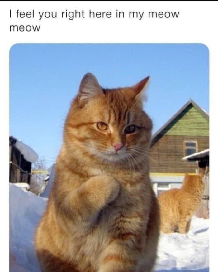 Meme by postyourcats