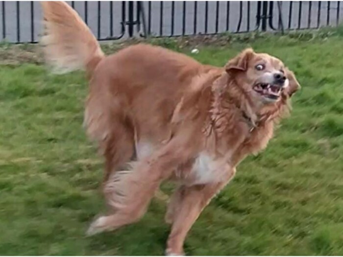Share Your Dog’s Best “Zoomie” Moment Caught on Camera