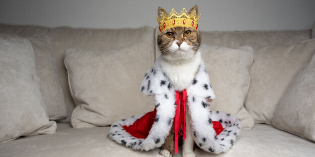 Upload the Most Regal Photo of Your Cat Looking Like Royalty
