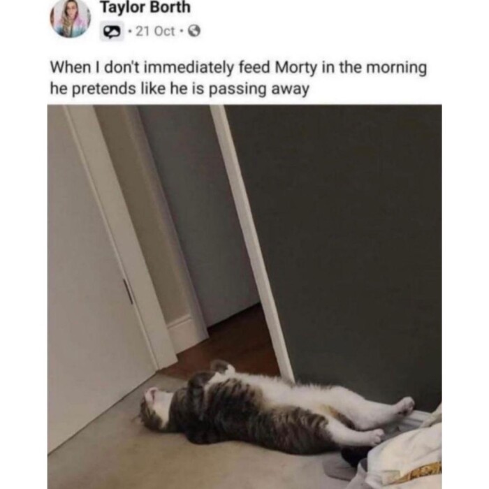 Taylor Borth 03 21 Oct 0 When I don't immediately feed Morty in the morning he pretends like is passing away