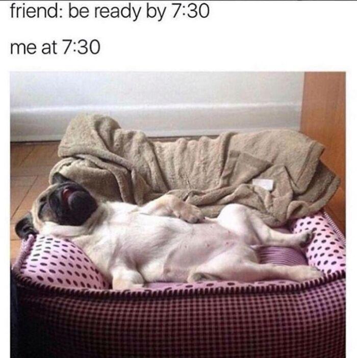Meme by wholesomedoggos