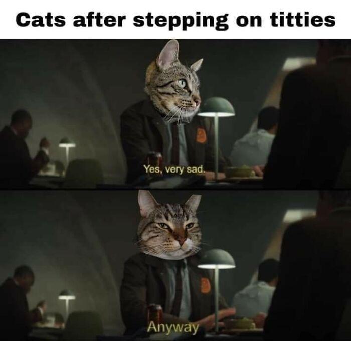 Cats after stepping on Yes, very sad Anyway