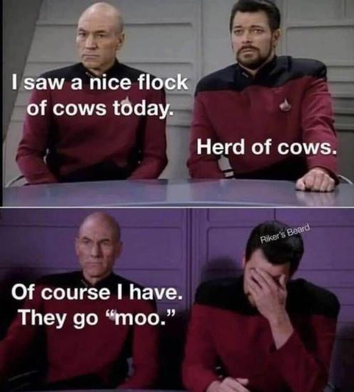 I saw a nice flock of cows today. Herd cows. Riker's Beard Of course have. They go "moo."
